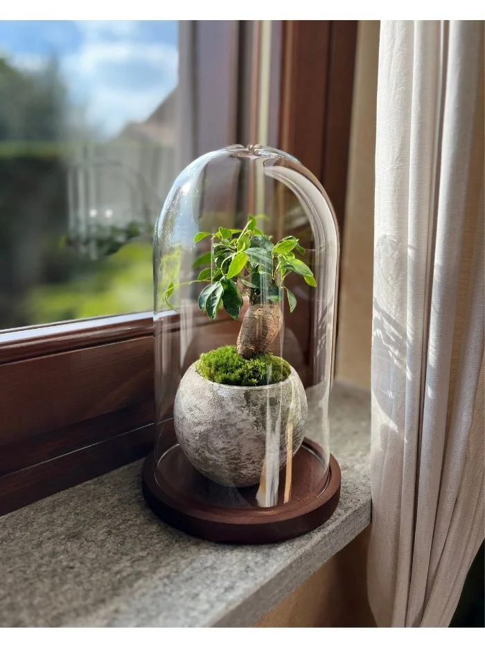 bell bonsai m