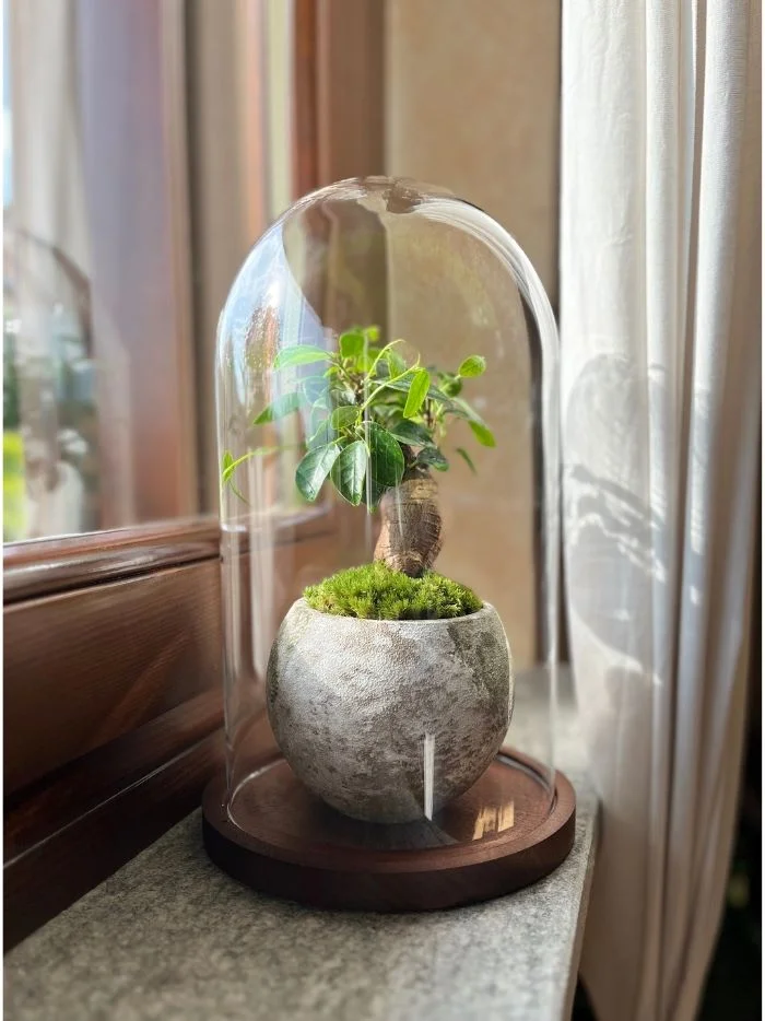 bell bonsai m1